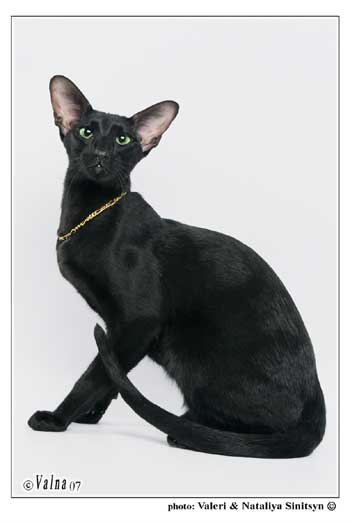 Fleur Patri Sahmet, oriental black female cat (ORI n)