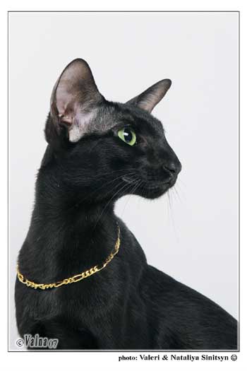 Fleur Patri Sahmet, oriental black female cat (ORI n)