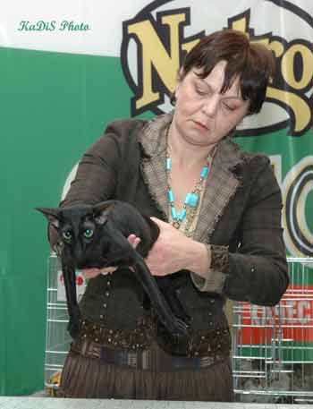 Fleur Patri Sahmet, oriental black female cat (ORI n)