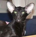 Francesca Dixie Catori, ориентальная кошка, окрас черный, фотографии в марте-апреле 2012 г.