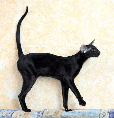 Francesca Dixie Catori, oriental black cat (ORI b), March-April 2012 photos