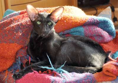Francesca Dixie Catori, oriental black cat (ORI b), March-April 2012 photos