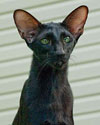 Francesca Dixie Catori, ориентальная кошка, окрас черный, фотографии в июле 2013 г.