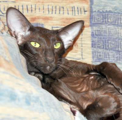 Irish Coffe Oriclis, oriental chocolate cat (ORI b), March 2012 photos