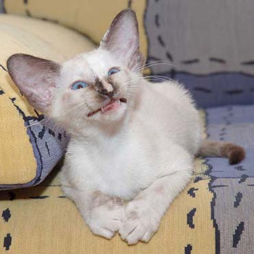 Siamese seal-torty-point female kitten