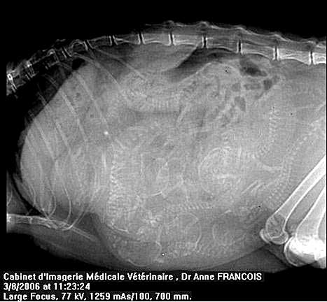 X-ray picture of the pregnant cat - there are seven kittens inside her