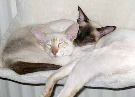 Siamese cats