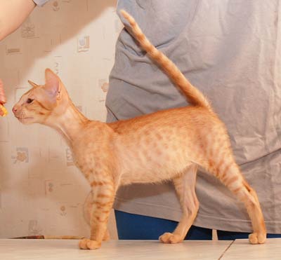 Oriental red spotted male kitten