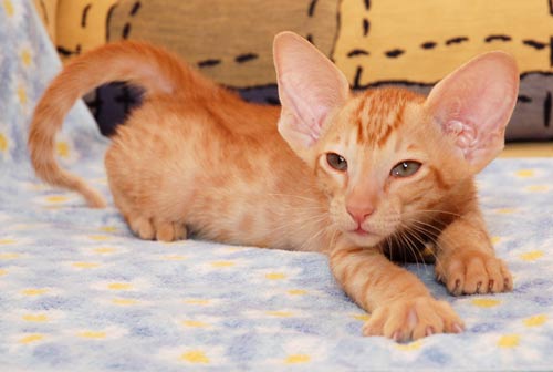 Oriental red spotted male kitten