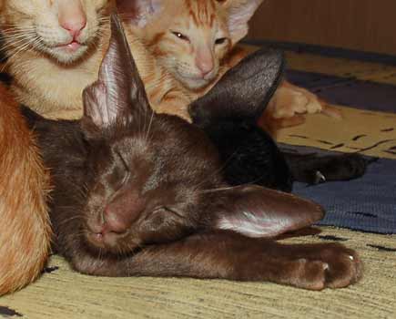 Oriental chocolate female kitten.