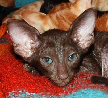 Oriental chocolate female kitten.