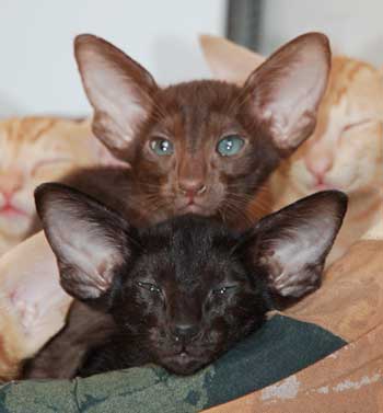 Oriental kittens