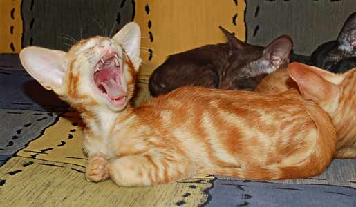 Oriental red marble kitten.