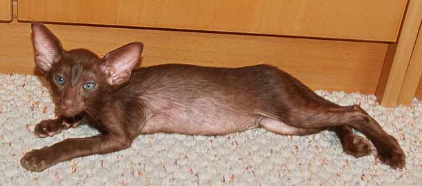 Oriental chocolate female kitten.