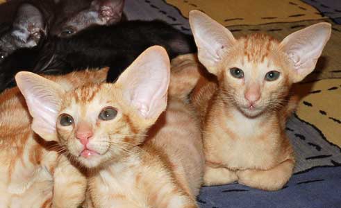 Oriental red marble and red spotted male kittens