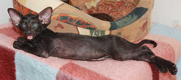 Oriental black female kitten.