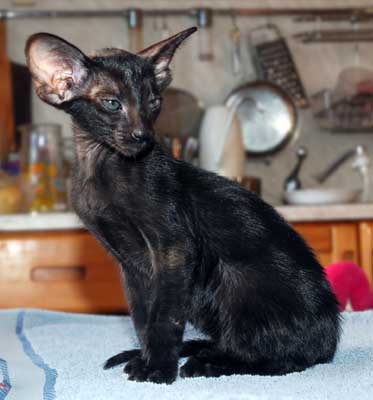 Oriental black female kitten (ORI n)