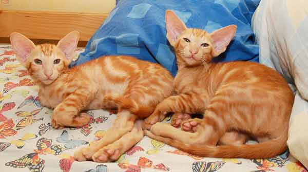 Oriental red marble male kittens