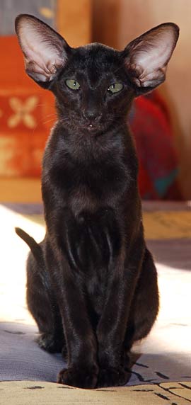 Oriental black female kitten