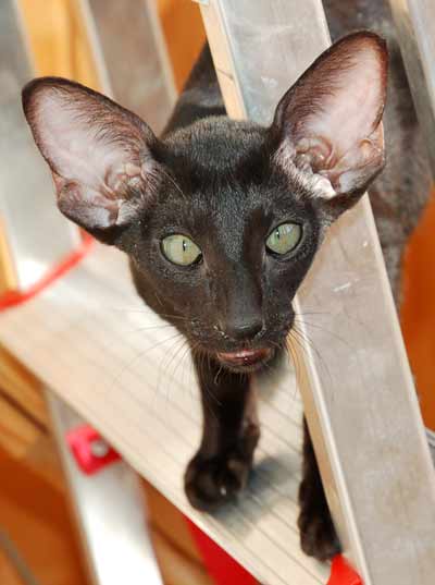 Oriental black female kitten