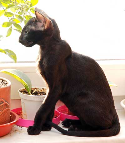 Oriental black female kitten