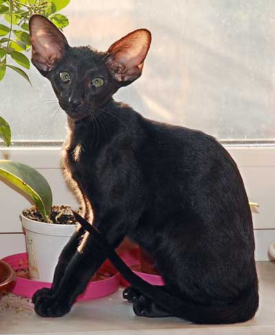 Oriental black female kitten