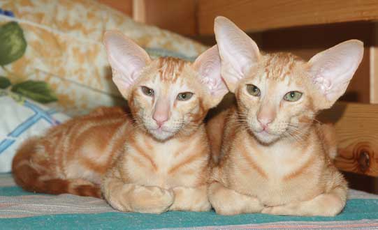 Oriental red marble male kittens