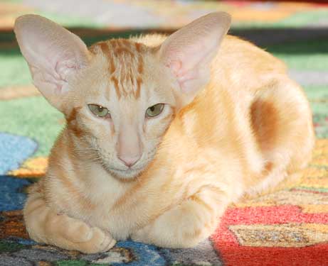 Oriental red marble male kitten