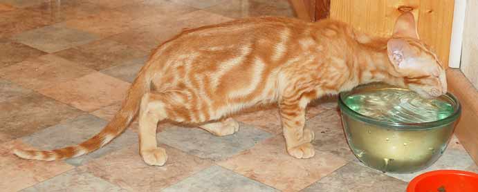 Oriental red marble male kitten