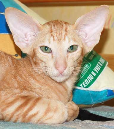 Oriental red marble male kitten