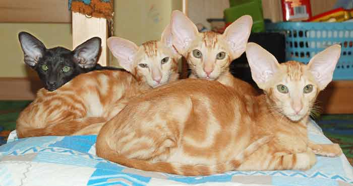 Oriental red and black kittens