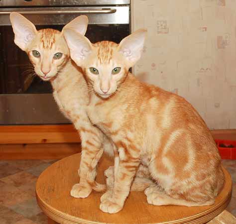 Oriental red marble male kittens