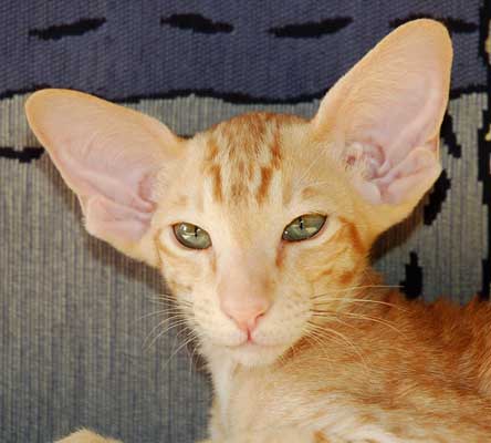 Oriental red spotted male kitten