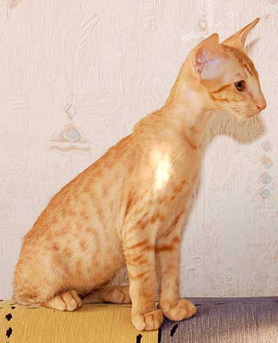 Oriental red spotted male kitten