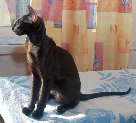 Oriental black female kitten