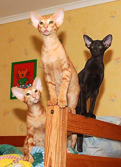 Oriental kittens