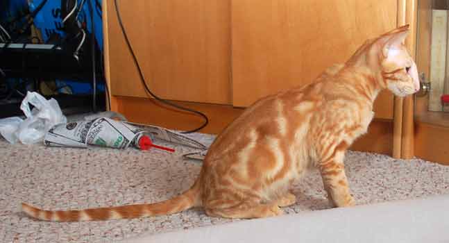 Oriental red marble male kitten