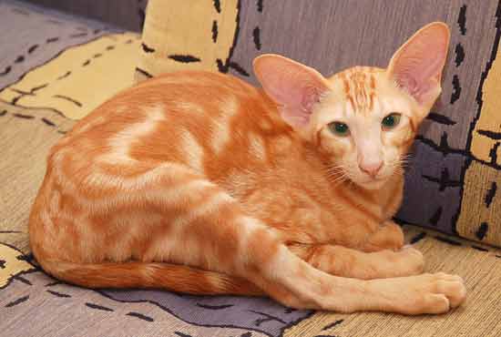 Oriental red marble male kitten