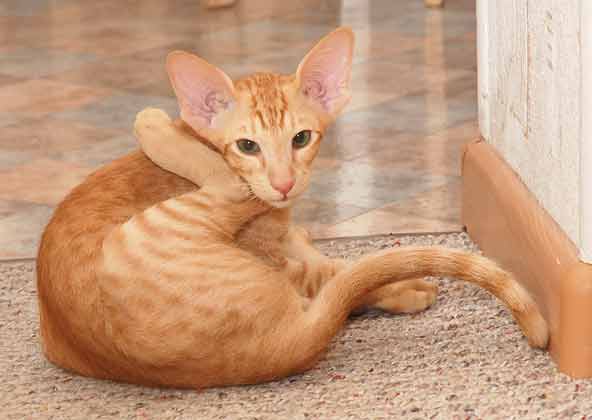 Oriental red spotted male kitten