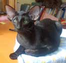 Ориентальная кошка, окрас черный, 4 мес.