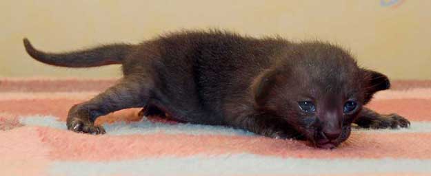 Oriental black female kitten