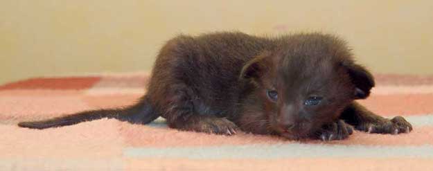 Oriental black female kitten