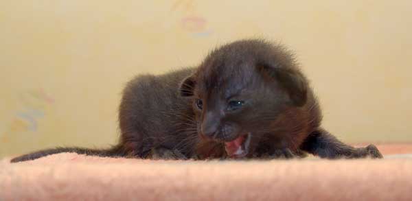 Oriental black female kitten