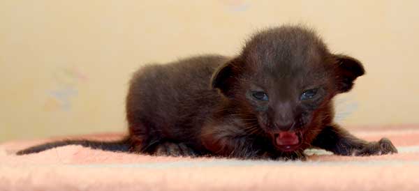 Oriental black female kitten