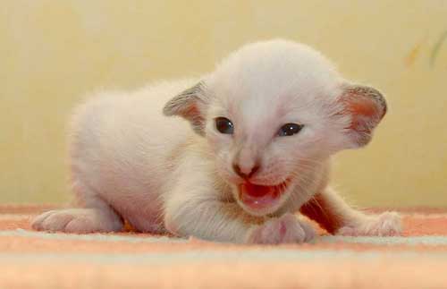 Siamese seal-torty-point female kitten