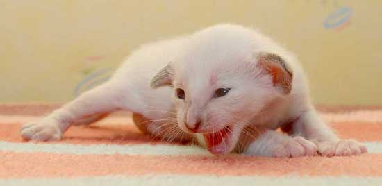 Siamese seal-torty-point female kitten