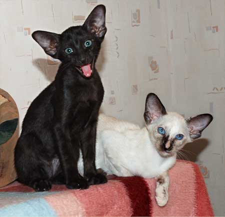 Siamese seal-torty-point and Oriental black female kittens