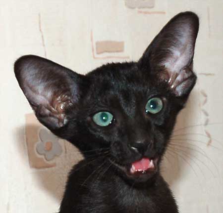 Oriental black female kitten