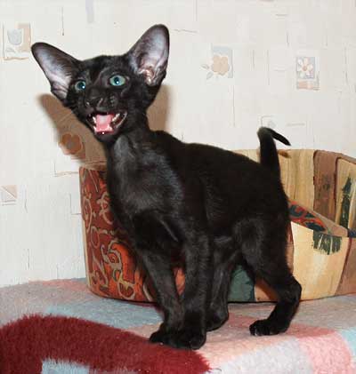 Oriental black female kitten