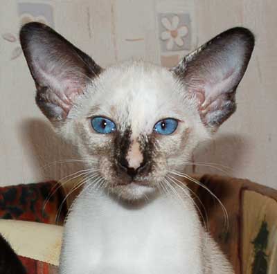 Siamese seal-torty-point female kitten